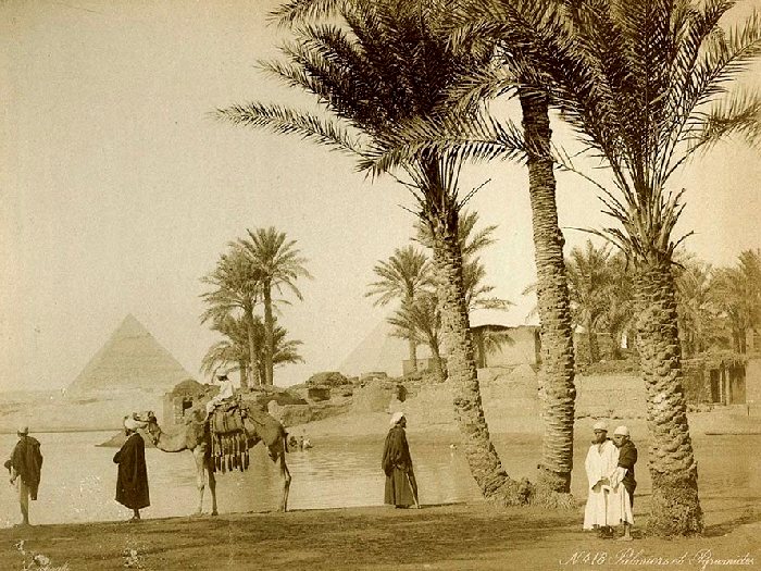 Финиковые пальмы в Египте